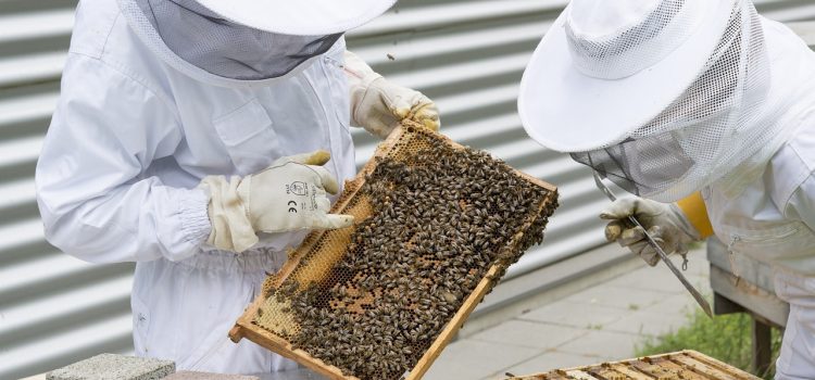 Προδημοσίευση ενισχύσεων για νέο-εντασσόμενους μελισσοκόμους στη βιολογική παραγωγή.